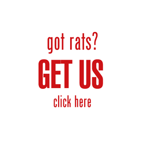 got rats?